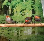 Oranjekaakjes diverse koppels., Dieren en Toebehoren, Vogels | Overige Vogels, Meerdere dieren