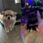 Prachtige Pomchi pups teefje & reutje te koop, Dieren en Toebehoren, Overige rassen, CDV (hondenziekte), 8 tot 15 weken, Meerdere