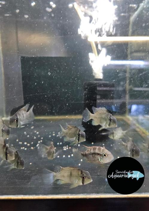 Guianacara Dacrya, Dieren en Toebehoren, Vissen | Aquariumvissen, Zoetwatervis, Vis