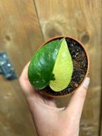 Monstera deliciosa variegata plant mint lemon aurea halfmoon, Huis en Inrichting, Ophalen of Verzenden, Halfschaduw, Minder dan 100 cm