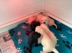 6 Labrador pups blond en zwart zoeken een toekomstig huisje…, Dieren en Toebehoren, Honden | Retrievers, Spaniëls en Waterhonden