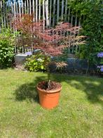 Japanse Esdoorn, Ophalen, In pot, Halfschaduw, Minder dan 100 cm