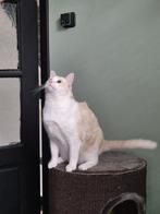 Poes en kater 2 jaar zie omschrijving, Dieren en Toebehoren, Katten en Kittens | Raskatten | Korthaar, Meerdere dieren, Ontwormd