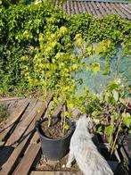 Liquidambar styraciflua-Amberboom, Ophalen