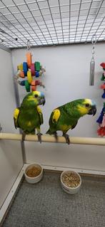 blauwvoorhoofd amazone, Dieren en Toebehoren, Vogels | Parkieten en Papegaaien, Meerdere dieren, Papegaai, Geringd