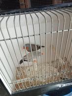 Mooi koppel split charcoal zebravinken xxl, Meerdere dieren