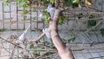 Diamant duiven, Dieren en Toebehoren, Vogels | Overige Vogels, Meerdere dieren, Tropenvogel, Geringd