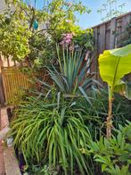 Mooie grote palmlelie (yucca filamentosa) 🌴, Tuin en Terras, Planten | Tuinplanten, Ophalen, Zomer, Overige soorten, Volle zon