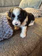 Nestje boomer pups, Dieren en Toebehoren, Honden | Chihuahua's en Gezelschapshonden, Overige rassen, 8 tot 15 weken, Meerdere