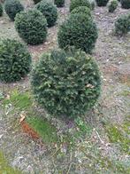 Taxus bollen, Tuin en Terras, Ophalen, Taxus, Struik, Minder dan 100 cm