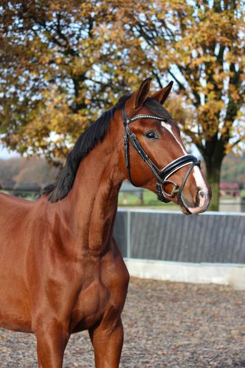 Bij snelle afhandeling prijs bespreekbaar, Dieren en Toebehoren, Paarden, Hengst, Onbeleerd, 165 tot 170 cm, 0 tot 2 jaar, Dressuurpaard