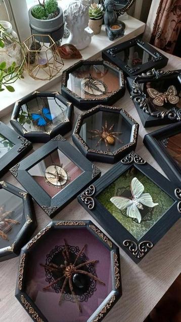 GEZOCHT: Insecten voor taxidermie beschikbaar voor biedingen