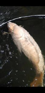 Chagoi 70 cm met monsterlijke bouw, Karper of Koi