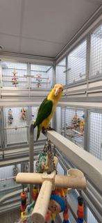witbuikcaique, Dieren en Toebehoren, Vogels | Parkieten en Papegaaien, Vrouwelijk, Papegaai, Geringd