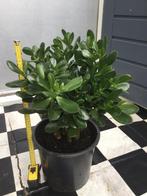 Crassula Ovata, Ophalen, Halfschaduw, Minder dan 100 cm