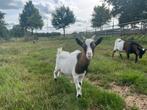 Dwergbok, Dieren en Toebehoren, Schapen, Geiten en Varkens, Mannelijk, Geit, 0 tot 2 jaar