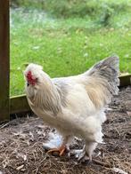 Mooie jonge haan, park-Brahma, Dieren en Toebehoren, Pluimvee, Mannelijk, Kip