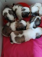 lieve ,leuke raszuivere shih tzu pups, Dieren en Toebehoren, Overige rassen, Meerdere, Meerdere dieren, Nederland