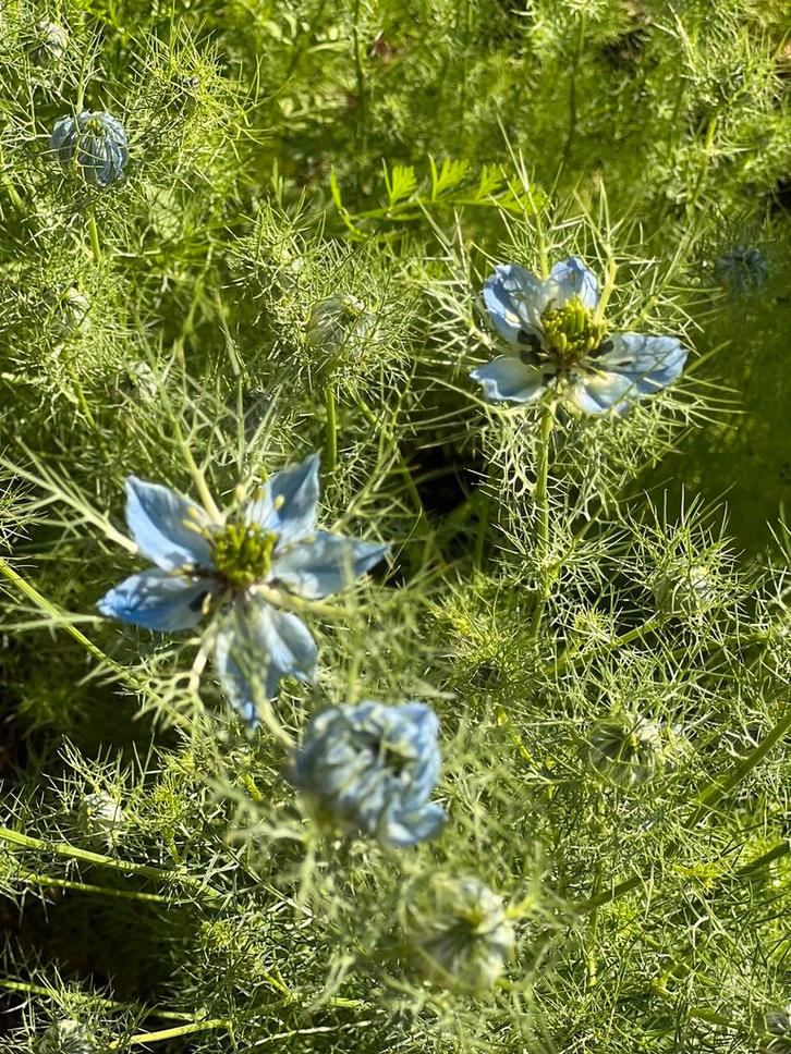 Juffertje in ‘t Groen, Tuin en Terras, Bloembollen en Zaden, Volle zon, Ophalen of Verzenden