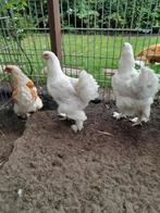 2 brahma hennen, Dieren en Toebehoren, Pluimvee, Vrouwelijk, Kip