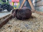 Konijn, Dieren en Toebehoren, Konijnen, Mannelijk, Hangoor, 0 tot 2 jaar