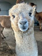 3 alpaca hengstveulens, Dieren en Toebehoren, Overige Dieren, Juni, Meerdere dieren