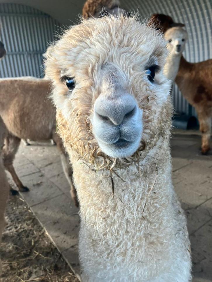 3 alpaca hengstveulens, Dieren en Toebehoren, Overige Dieren, Meerdere dieren, Juni