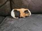 Us teddy zeugje, Dieren en Toebehoren, Cavia, Vrouwelijk, Tam, September