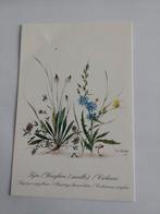 TIJM - WEEGBREE - CICHOREI. /  TIA WORM, Ophalen of Verzenden, Sterren en Beroemdheden