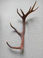 Grote zware geweistang van Edelhert, Ophalen, Beeldje of Figuurtje