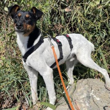 ACE: Tiger is een ideaal hondje om overal mee te nemen beschikbaar voor biedingen