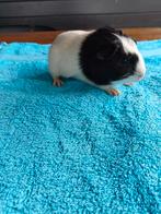 Diverse  cavia's aangeboden, Meerdere dieren, Cavia, Voor 1 juli 2024, Tam