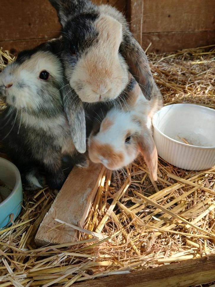 NHD Nederlandse hangoor dwergkonijntjes, Dieren en Toebehoren, Konijnen, Dwerg, Mannelijk, Hangoor
