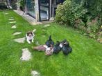 Gratis; Kaapse eenden van 10 weken zoeken nieuw huis, Dieren en Toebehoren, Pluimvee, Meerdere dieren, Eend