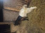 Te koop mooie wallische bok, Dieren en Toebehoren, Schapen, Geiten en Varkens, Mannelijk, Geit