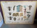 Oude Schoolplaat Insecten, Antiek en Kunst, Ophalen, Natuur en Biologie
