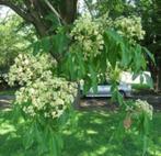 Jonge Bijenboom | Tetradium daniellii, Tuin en Terras, Planten | Bomen, Halfschaduw, Overige soorten, Minder dan 100 cm, Zomer