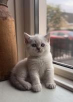Bijzonder mooi zwaar brits britse korthaar katertje❤️kitten, Dieren en Toebehoren, Katten en Kittens | Raskatten | Korthaar, Kater