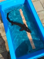 Steur Siberische steur 65cm, Dieren en Toebehoren, Vissen | Vijvervissen, Steur