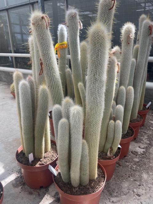 KOM IN DE KAS OP zaterdag  19 JUli OPEN VAN 09.00-16.00, Huis en Inrichting, Kamerplanten, Overige soorten, Minder dan 100 cm