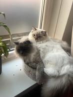 Ragdoll tabby poesje zoekt forever home, Dieren en Toebehoren, Meerdere dieren