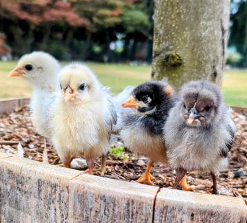 Kuikens eastereggers olijfleggers groenleggers kippen  beschikbaar voor biedingen