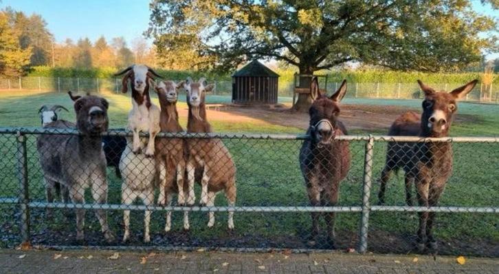 ️GEZOCHT️❗️❗️, Dieren en Toebehoren, Stalling en Weidegang