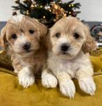 Maltipoo pups, Nederland, Overige rassen, 8 tot 15 weken, Meerdere
