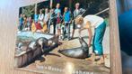 Texel museum  ansicht zeehonden, Verzenden, Waddeneilanden