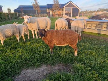 Dassenkop ram beschikbaar voor biedingen