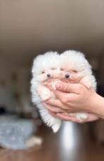 Drie pomeranian reutjes beschikbaar mag nu verhuizen 😍, Dieren en Toebehoren, Keeshond, Reu, CDV (hondenziekte), 8 tot 15 weken