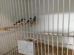 Koppel bichenow, Dieren en Toebehoren, Meerdere dieren, Tropenvogel, Geringd