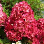 Hydrangea pan. Diamond rouge, Ophalen, Zomer, Overige soorten, Halfschaduw