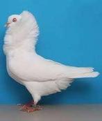 SIERDUIVEN......................, Meerdere dieren, Overige soorten